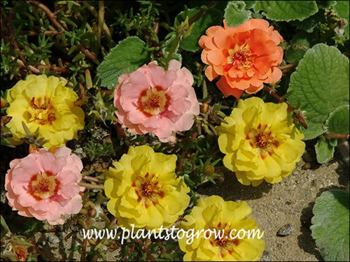 Mos Rose Sundial Tropical Fruit mix